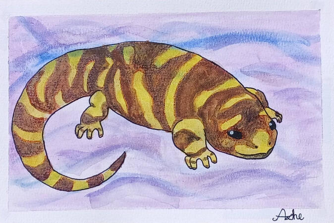 A western tiger salamander lovingly rendered with gouache and POSCA paint pens. The western tiger salamander is the Colorado state amphibian! They are beautifully unique animals that deserve more love.