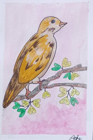 Depicting a Lark Bunting, the Colorado state bird, I used gouache to get the perfect combination of colors. I added a few extra details using a POSCA paint pen. This painting specifically depicts a female Lark Bunting because I found the all black of the m